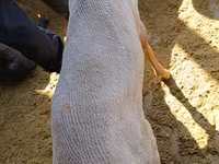 Ovan, Kyrgyz Mountain merino sheep — fotografija 6