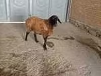 Коза, Alpine goat — фото 6