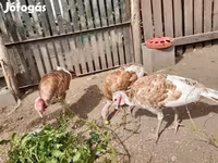 Turkeys — fotografija 3