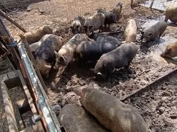 Porca,  — Hungria