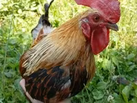 Chickens — foto 2