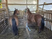 Horse (M), Horses — photo 2