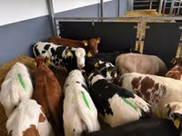 雄牛, Simmental cattle — 写真 2