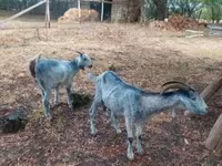 Koza, Nubian Goat — zdjęcie 6
