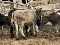 Vaca, Aberdeen-Angus — foto 3