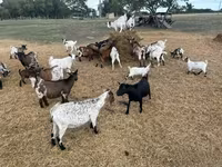 Goat, Dutch Landrace goats — photo 3