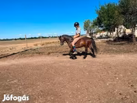 Caballo, Caballos — foto 4