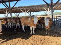 Krowa, Simmental cattle — zdjęcie 3