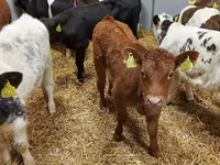 公牛, Simmental cattle — 照片 3