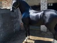 Caballo, Dutch warmblood horse — foto 1