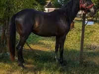 Hengst, Hungarian horse breed — Foto 3