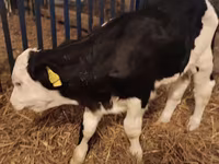ثور, Simmental cattle — الصورة 4