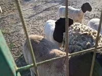 Widder, Dorper sheep — Foto 3