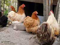 Pekin-Zwerg — Foto 4
