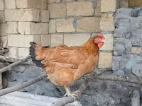 Chickens — 写真 2