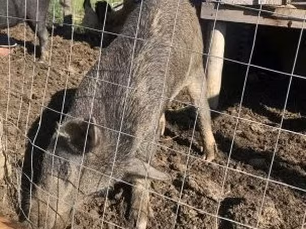 雄豚,  — ハンガリー