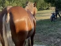公马, Horses — 照片 4