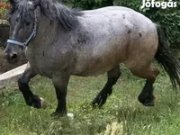 Kobila, Hungarian horse breed — fotografija 3