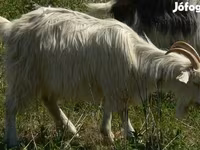 Goat, Goats — photo 2