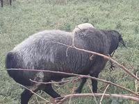 Qoç, Edilbay sheep — foto 4
