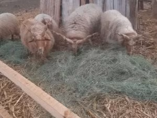 Qoʻchqor, Racka sheep