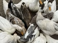 Američki pekin — fotografija 5