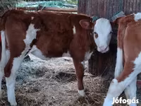 公牛, Limousin cow — 照片 1