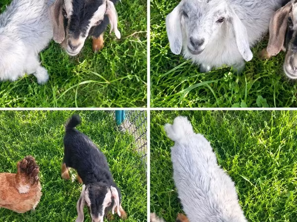 母山羊, Nubian Goat