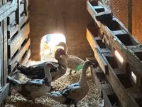 Ducks — foto 2