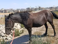 Kobila, Skyros Pony — fotografija 1