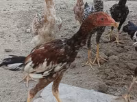 Chickens — fotografija 6