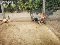 Chickens — الصورة 2