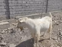 Kozioł, Saanen goat — zdjęcie 3