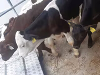 Bik, Simmental cattle — fotografija 2