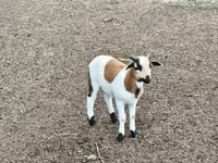 Ram, Cameroon sheep — photo 2