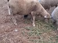 Schaf, Merino sheep — Foto 4