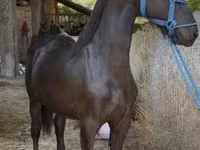 公马, Friesian — 照片 2