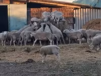 भेड़, भेड़ — फ़ोटो 1