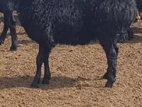 雌羊, Edilbay sheep — 写真 1
