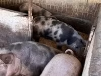 猪（批次，未指定性别）, Pigs — 照片 8