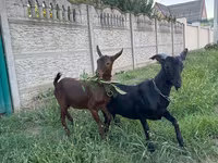 Jarac, Murcia-Granada goats — fotografija 4