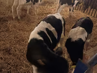 ثور, Russian Black pied cattle — الصورة 4