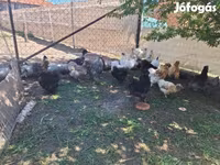 Chickens — 照片 8