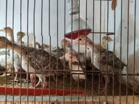 Turkeys — foto 2