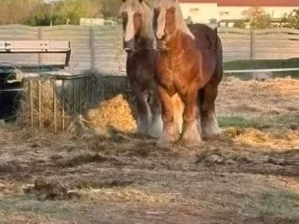 雄馬, Belgian Draught