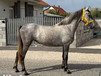 Yegua, Caballos — foto 4