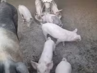 猪（批次，未指定性别）, Pigs — 照片 2