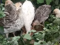 Turkeys — الصورة 1