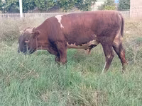 Bydło (partia, płeć nieokreślona), Bydło — zdjęcie 3