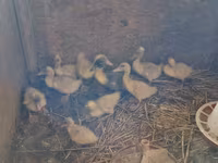 Ducks — 2-сурет